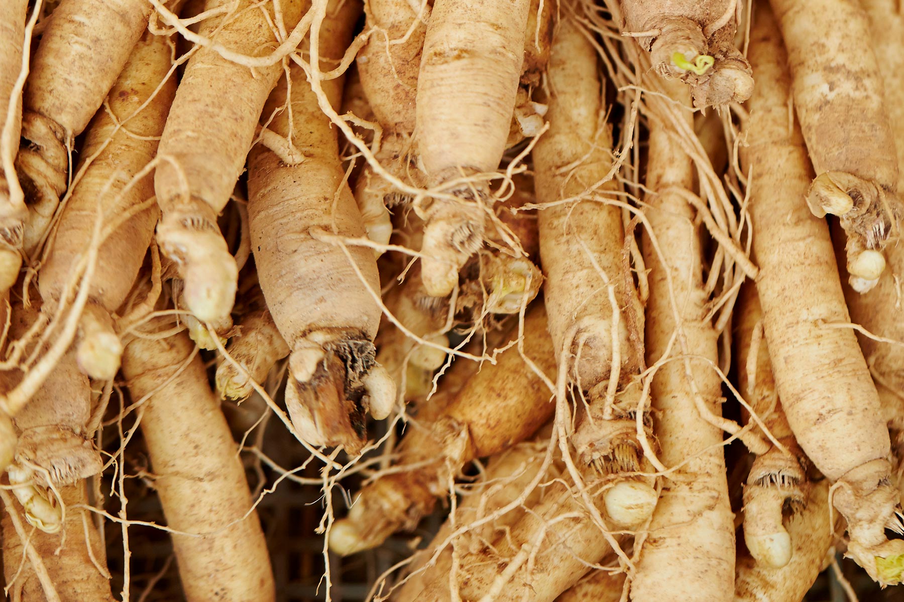 Siberian Ginseng
