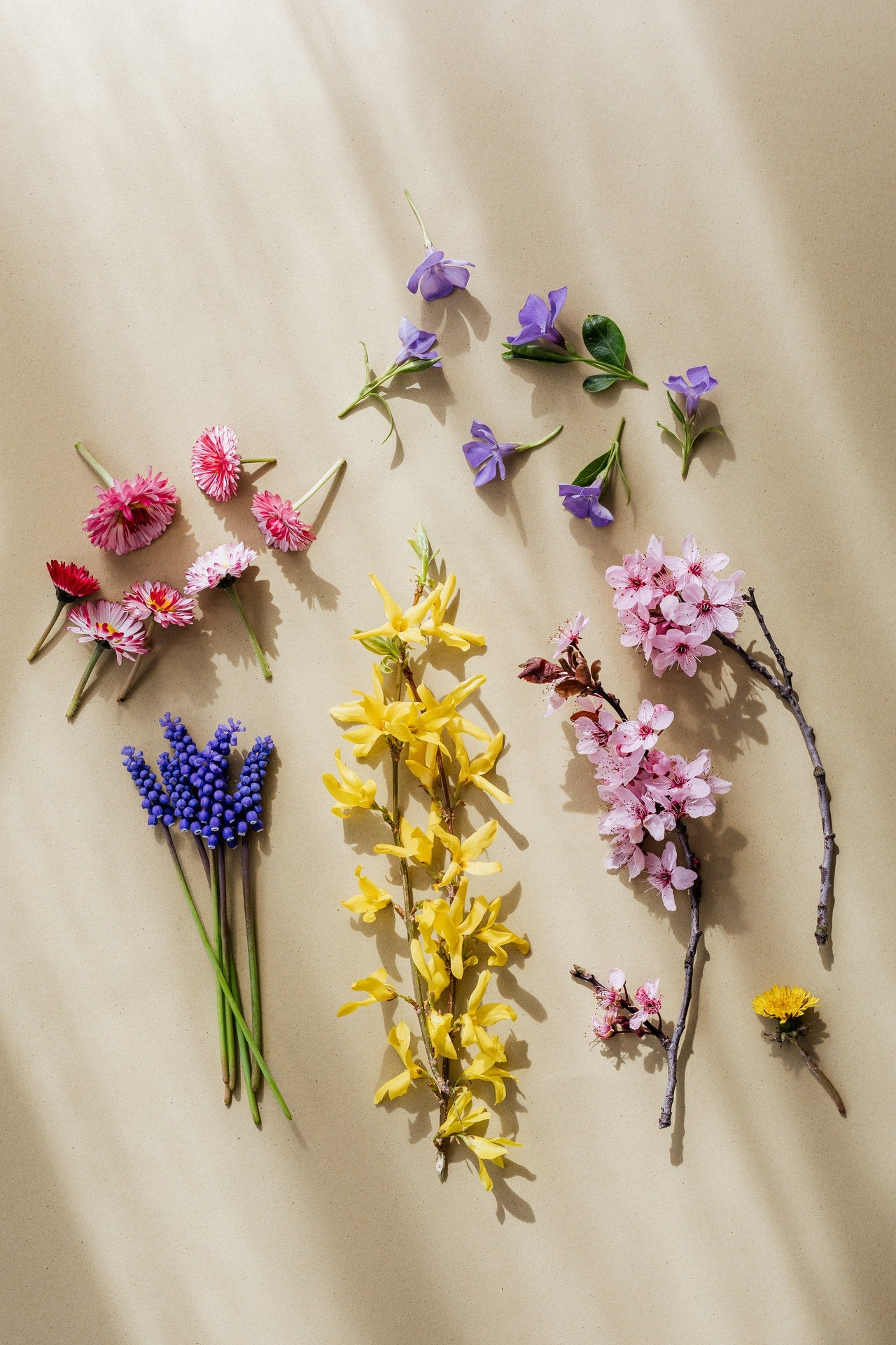 Colorful flowers