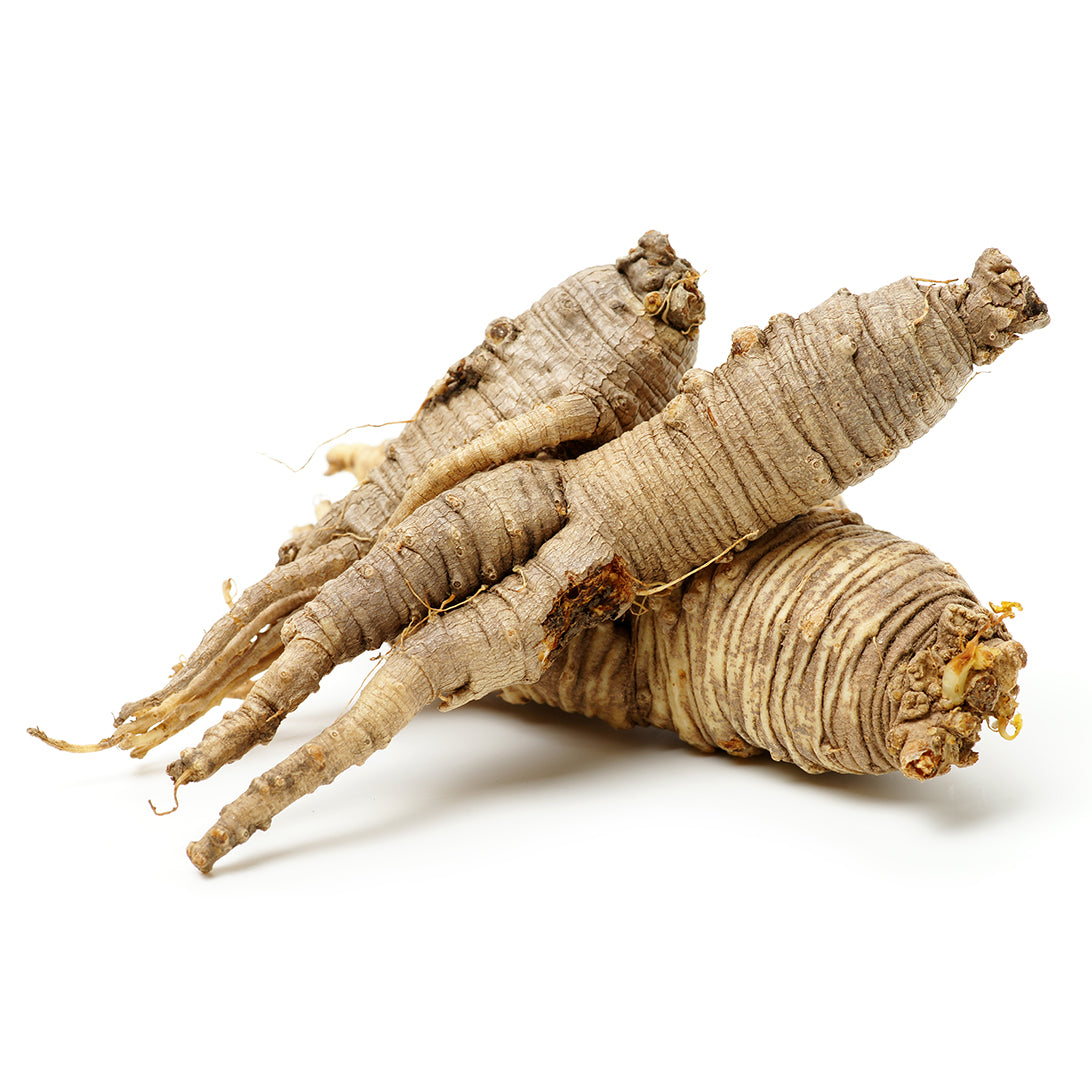 Organic Adenophora Root