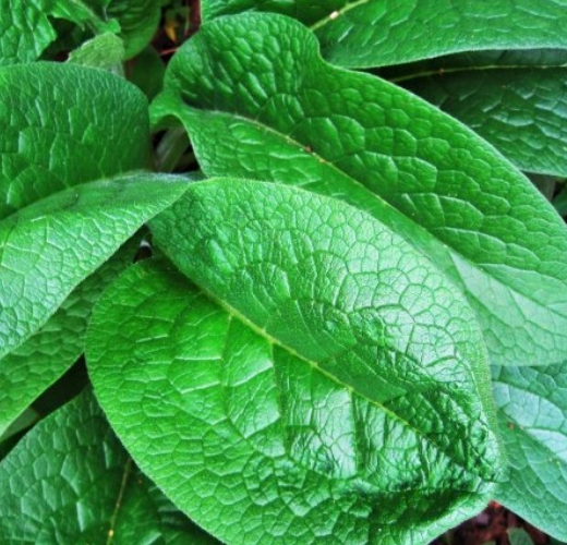 Organic Comfrey Leaf*