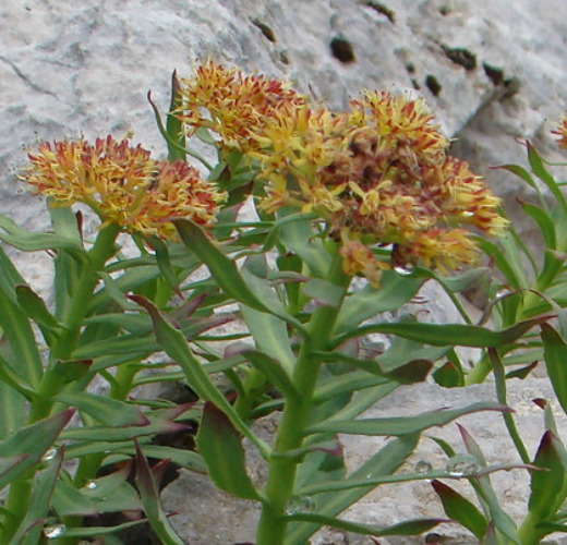 Organic Rhodiola Root*