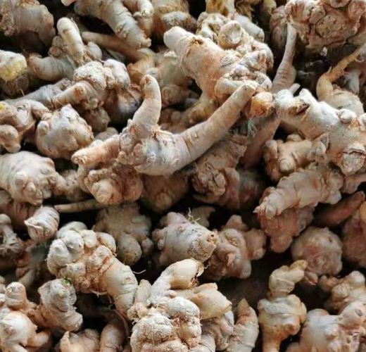 Panax Notoginseng Root*