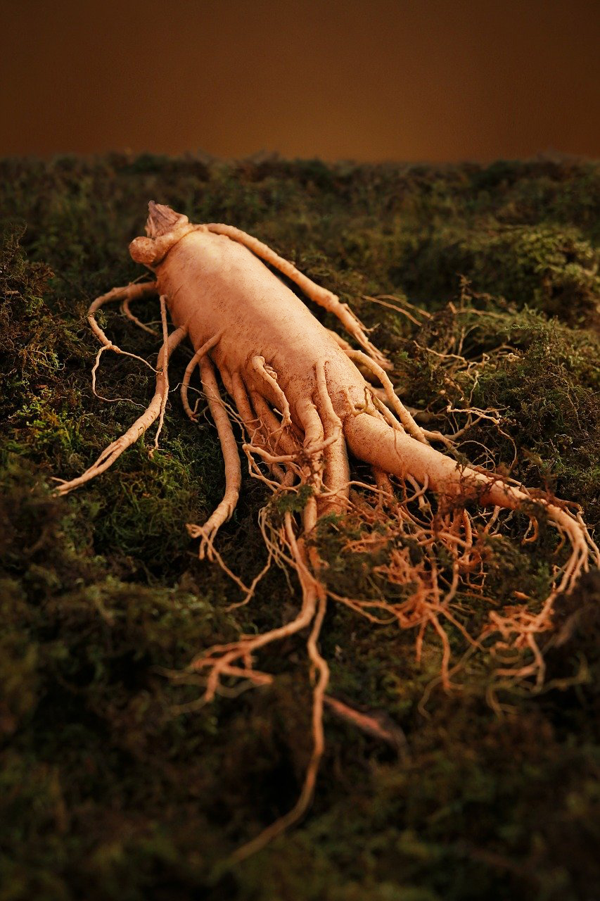 Organic Red Ginseng Root*