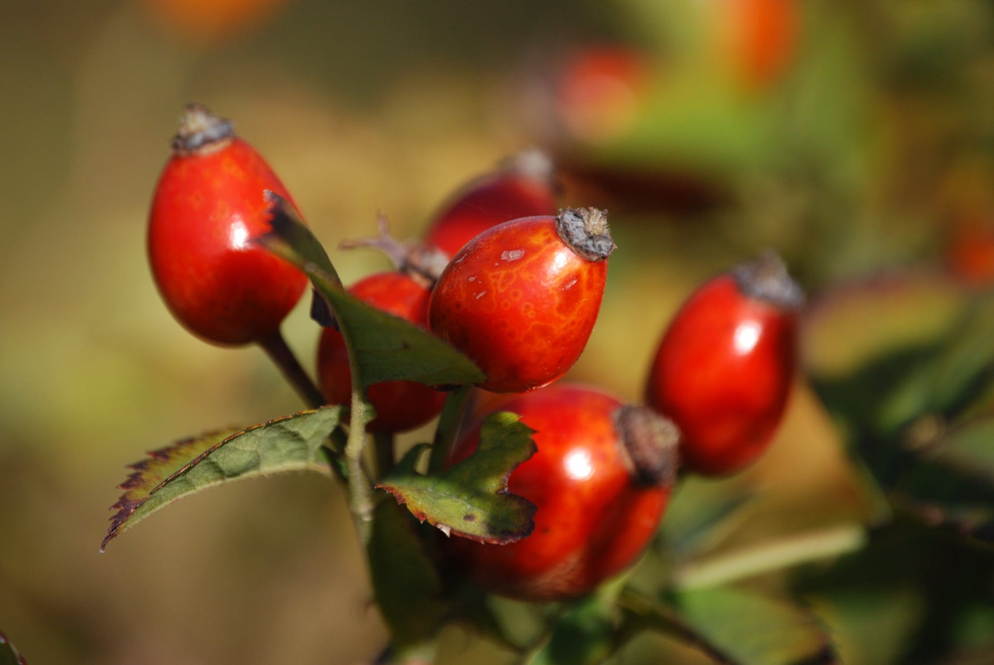 Organic Rose Hips Fruit*