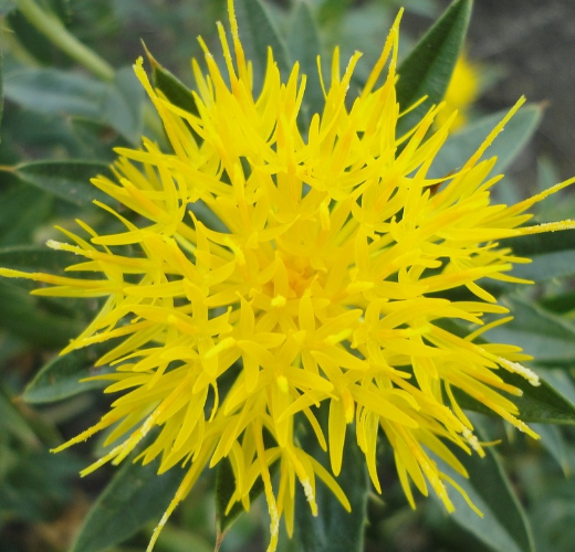 Organic Safflower Flower*