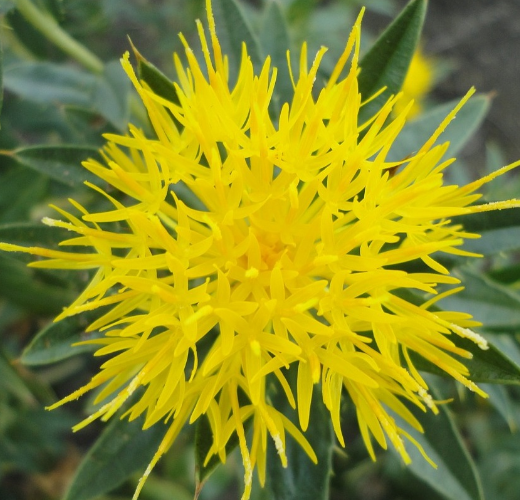 Safflower Flower* â WTHN