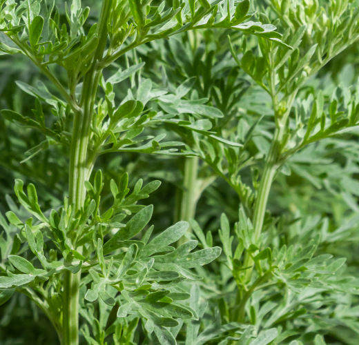 Sweet Wormwood*