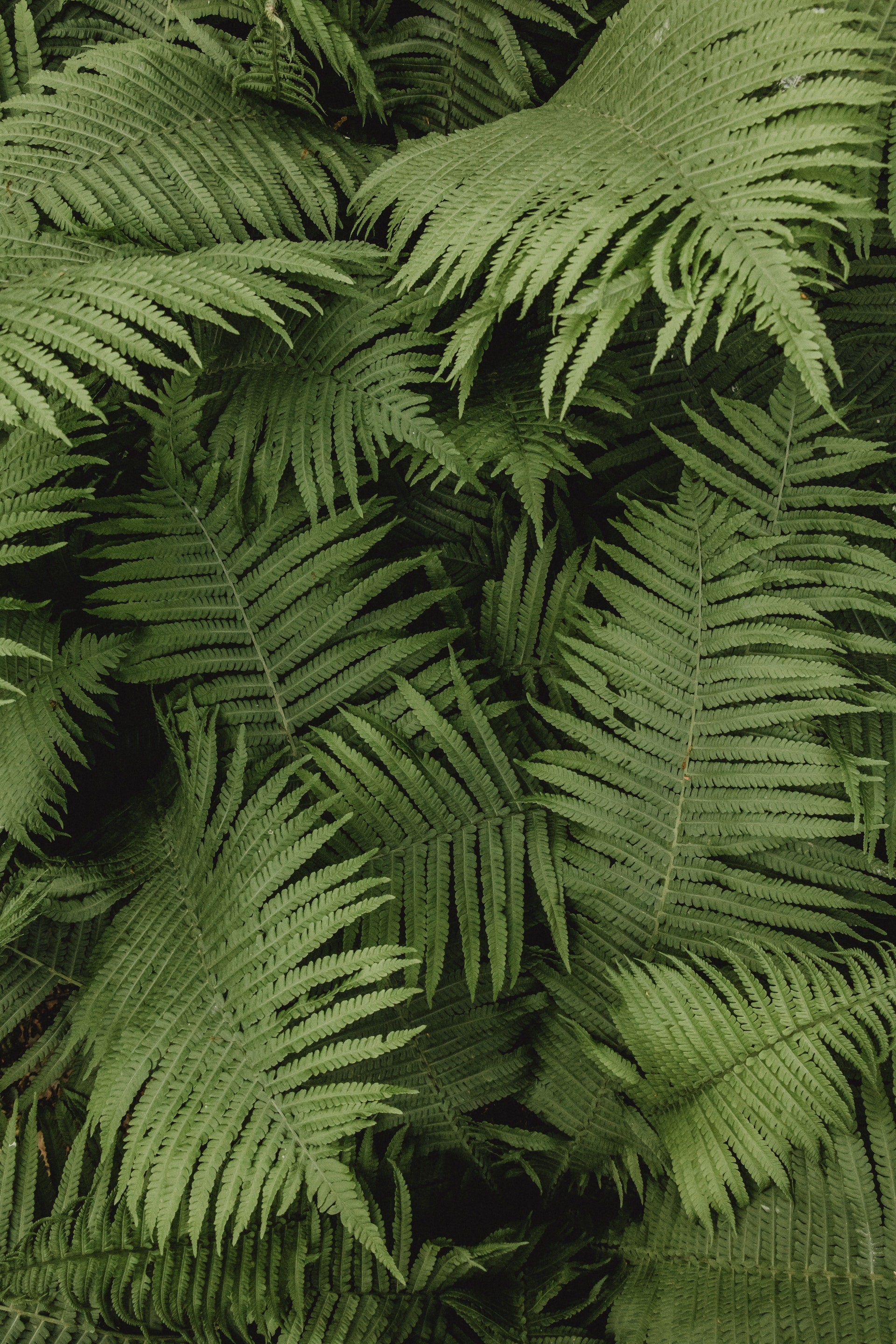 Tropical tree
