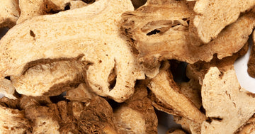 Atractylodes